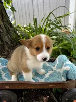 Rigby, a male Pembroke Welsh Corgi for sale in Grant City, MO – 1 of 2