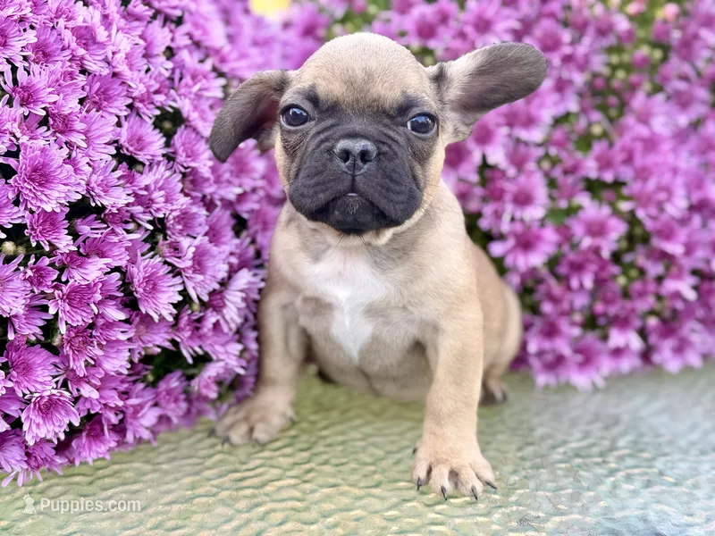 Mowgli  – French Bulldog puppy for sale in Grant City, MO
