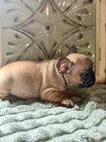 Nala, a female French Bulldog for sale in Grant City, MO – 3 of 3