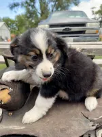 Matilda , a female Australian Shepherd for sale in Grant City, MO – 2 of 2