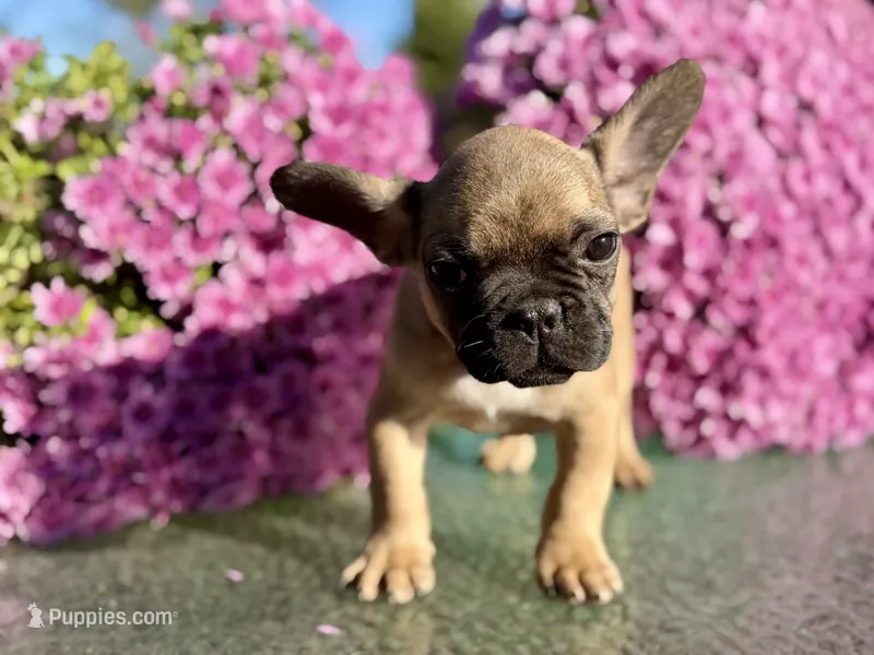 Earl  – French Bulldog puppy for sale in Grant City, MO