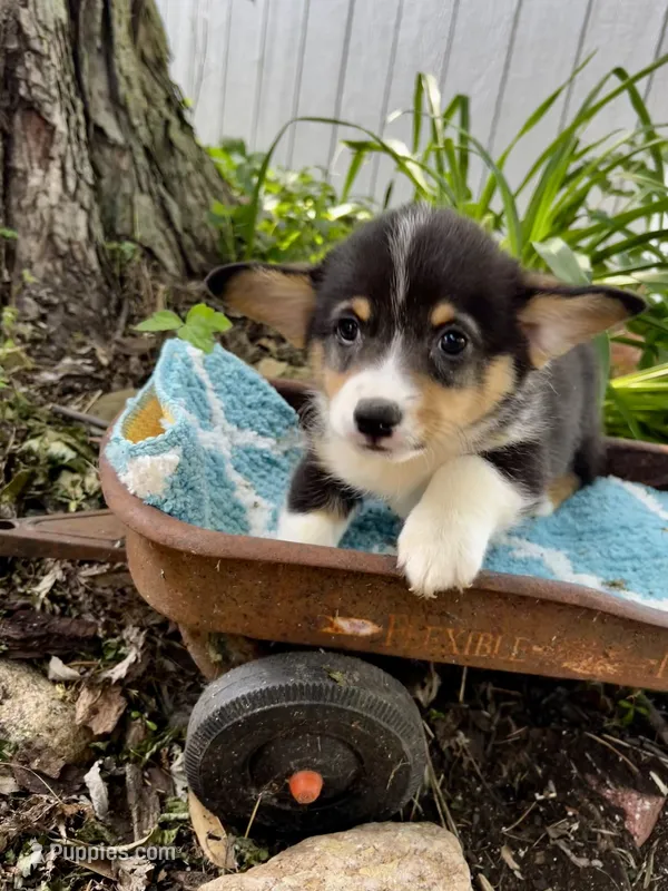 Wilder  – Pembroke Welsh Corgi puppy for sale in Grant City, MO