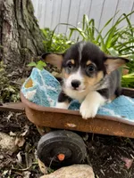 Wilder , a male Pembroke Welsh Corgi for sale in Grant City, MO – 1 of 2