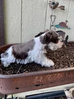 Alfie , a male Miniature Schnauzer for sale in Grant City, MO – 3 of 3