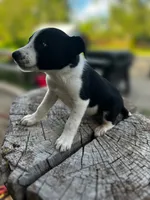 Bonnie, a female Border Collie for sale in Grant City, MO – 3 of 3