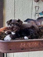Athena , a female Miniature Schnauzer for sale in Grant City, MO – 1 of 2