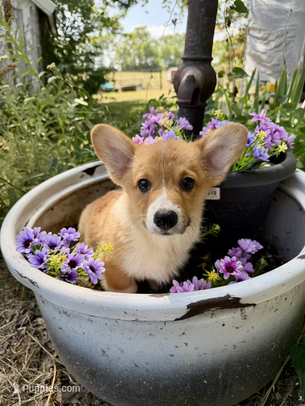 Elvis  – Pembroke Welsh Corgi puppy for sale in Grant City, MO