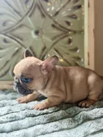 Peg, a male French Bulldog for sale in Grant City, MO – 3 of 3