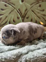 Hans , a male French Bulldog for sale in Grant City, MO – 3 of 3