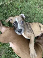 Princess, a female Labrador Retriever for sale in Cumming, GA – 3 of 6