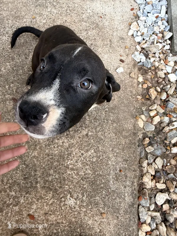 Tux  – American Pit Bull Terrier, Labrador Retriever puppy for sale in Cumming, GA