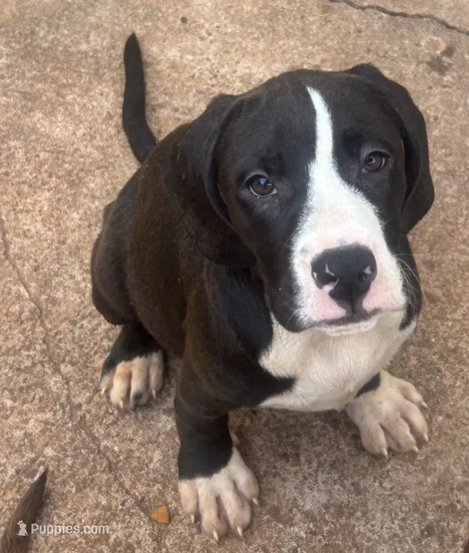 Princess – Labrador Retriever puppy for sale in Cumming, GA