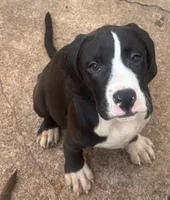 Princess, a female Labrador Retriever for sale in Cumming, GA – 1 of 6