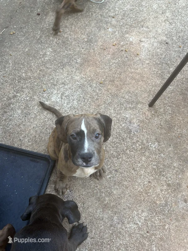 Luna – American Pit Bull Terrier, Labrador Retriever puppy for sale in Cumming, GA
