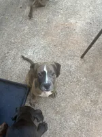 Luna, a female American Pit Bull Terrier and Labrador Retriever for sale in Cumming, GA – 1 of 1