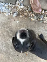 Princess, a female Labrador Retriever for sale in Cumming, GA – 5 of 6