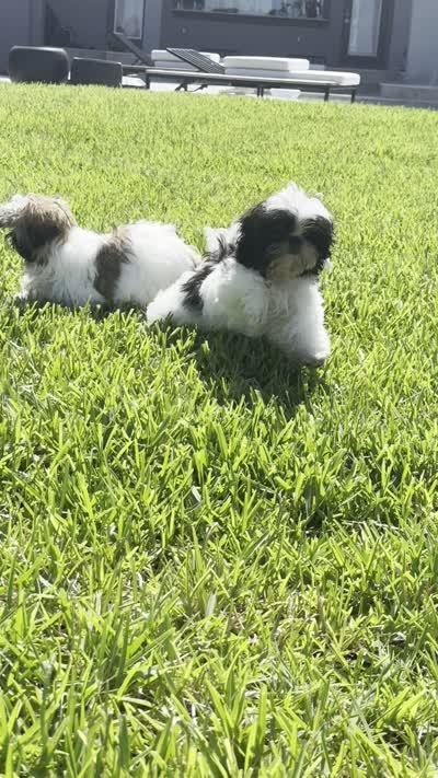 Sally, a female Shih Tzu for sale in Merritt Island, FL – 6 of 6