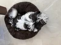 Sally, a female Shih Tzu for sale in Merritt Island, FL – 3 of 6