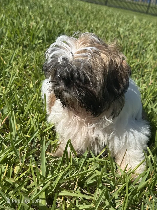 Ruby – Shih Tzu puppy for sale in Merritt Island, FL