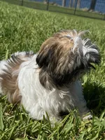 Ruby, a female Shih Tzu for sale in Merritt Island, FL – 3 of 5