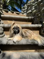 Sally, a female Shih Tzu for sale in Merritt Island, FL – 5 of 6