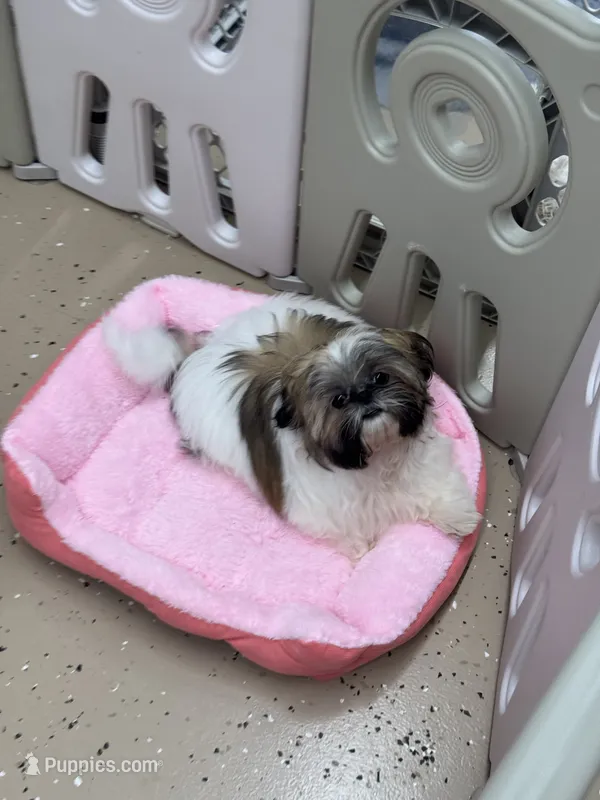 Ruby – Shih Tzu puppy for sale in Merritt Island, FL