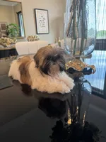 Ruby, a female Shih Tzu for sale in Merritt Island, FL – 2 of 7