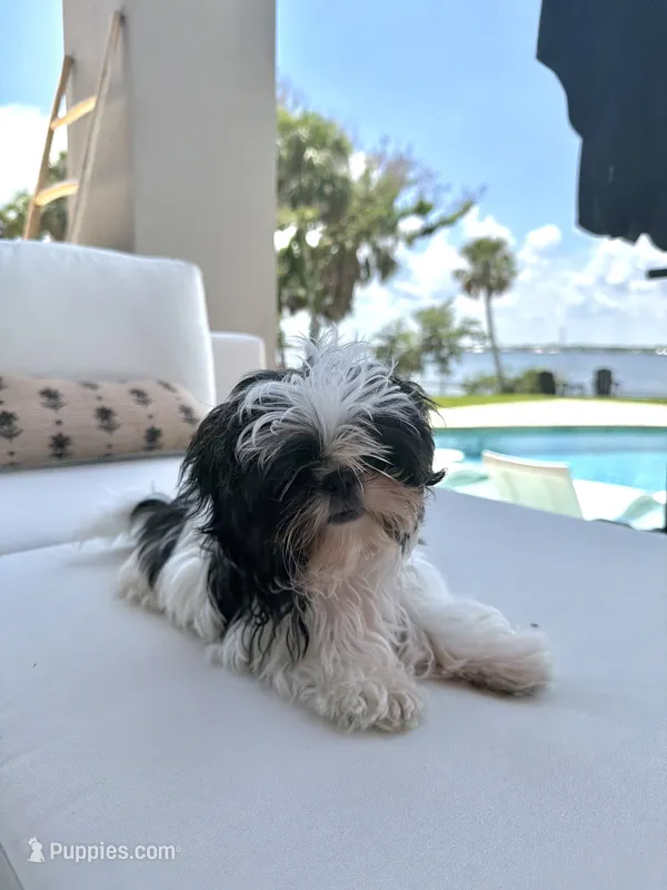 Sally – Shih Tzu puppy for sale in Merritt Island, FL