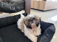 Ruby, a female Shih Tzu for sale in Merritt Island, FL – 6 of 7