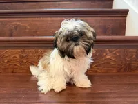 Ruby, a female Shih Tzu for sale in Merritt Island, FL – 5 of 7