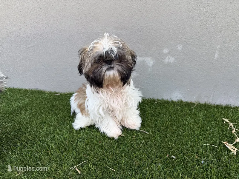 Ruby – Shih Tzu puppy for sale in Merritt Island, FL