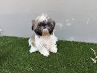Ruby, a female Shih Tzu for sale in Merritt Island, FL – 4 of 7