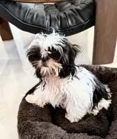 Sally, a female Shih Tzu for sale in Merritt Island, FL – 2 of 6
