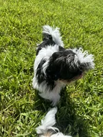 Sally, a female Shih Tzu for sale in Merritt Island, FL – 4 of 6
