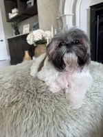 Ruby, a female Shih Tzu for sale in Merritt Island, FL – 3 of 7