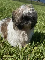 Ruby, a female Shih Tzu for sale in Merritt Island, FL – 2 of 5