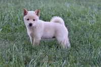 Lacy (AKC), a female Shiba Inu for sale in Flat Rock, IN – 2 of 7