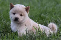Lacy (AKC), a female Shiba Inu for sale in Flat Rock, IN – 7 of 7
