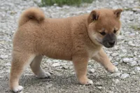 Lance (AKC), a male Shiba Inu for sale in Flat Rock, IN – 2 of 3
