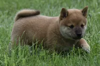 Lincoln (AKC), a male Shiba Inu for sale in Flat Rock, IN – 2 of 4