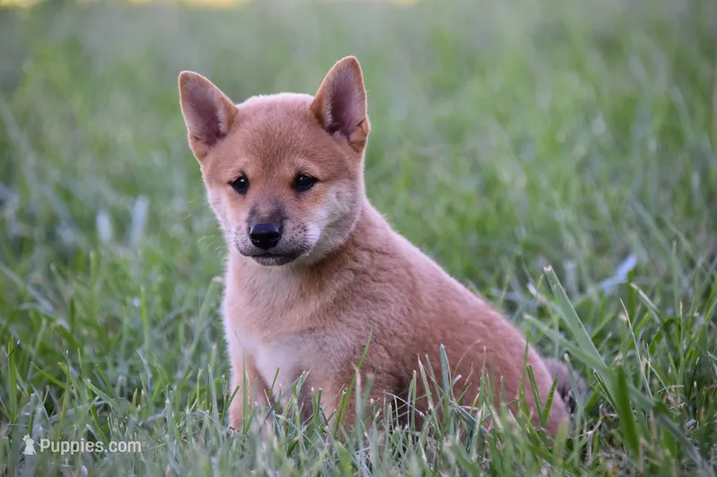 Lincoln (AKC) – Shiba Inu puppy for sale in Flat Rock, IN
