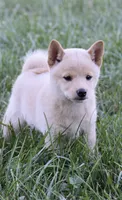 Lacy (AKC), a female Shiba Inu for sale in Flat Rock, IN – 3 of 7