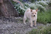Lacy (AKC), a female Shiba Inu for sale in Flat Rock, IN – 4 of 7