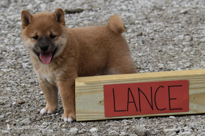 Lance (AKC) – Shiba Inu puppy for sale in Flat Rock, IN