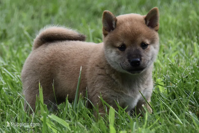 Lincoln (AKC) – Shiba Inu puppy for sale in Flat Rock, IN