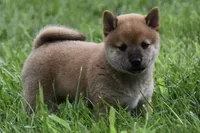 Lincoln (AKC), a male Shiba Inu for sale in Flat Rock, IN – 1 of 4