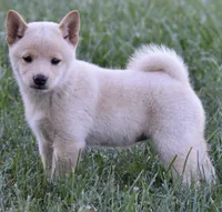 Lacy (AKC), a female Shiba Inu for sale in Flat Rock, IN – 5 of 7