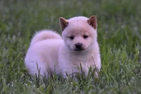 Lacy (AKC), a female Shiba Inu for sale in Flat Rock, IN – 6 of 7