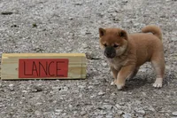 Lance (AKC), a male Shiba Inu for sale in Flat Rock, IN – 3 of 3