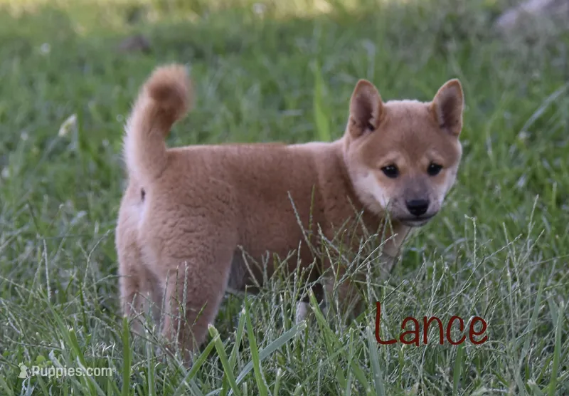 Lance (AKC) – Shiba Inu puppy for sale in Flat Rock, IN